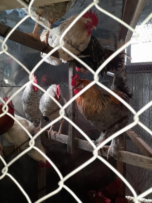 Яйца инкубационные