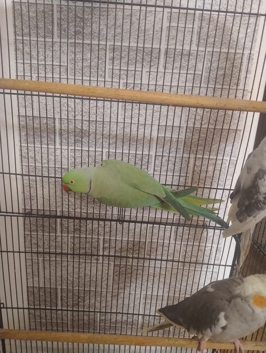 Papagal Micul Alexandru