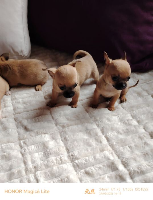 Чаровни мини чихуахуа