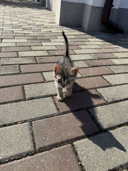 Pisici spre adoptie