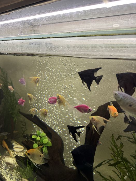 Продам скалярий разного размера