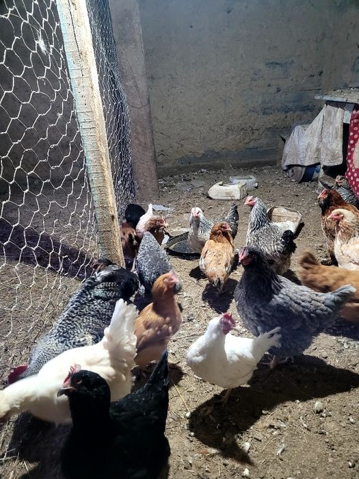 Продам домашних кур