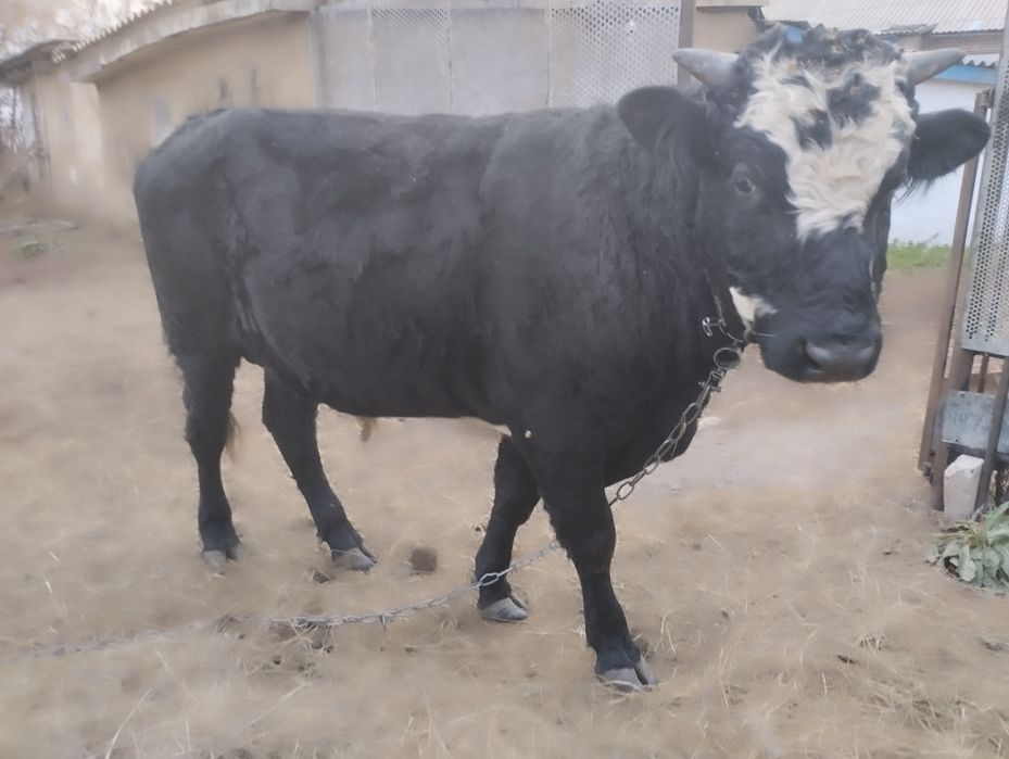 Продам быка     .