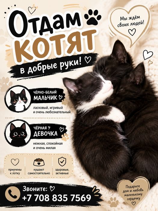 Отдам котят бесплатно