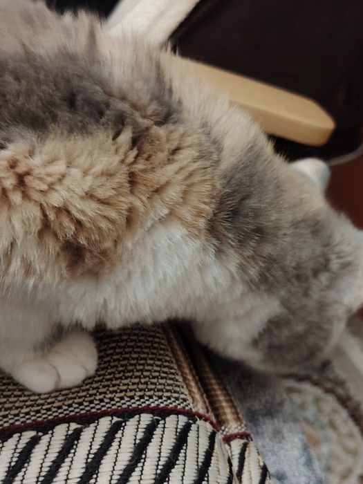 Кудрявые Селкирк Рекс котята