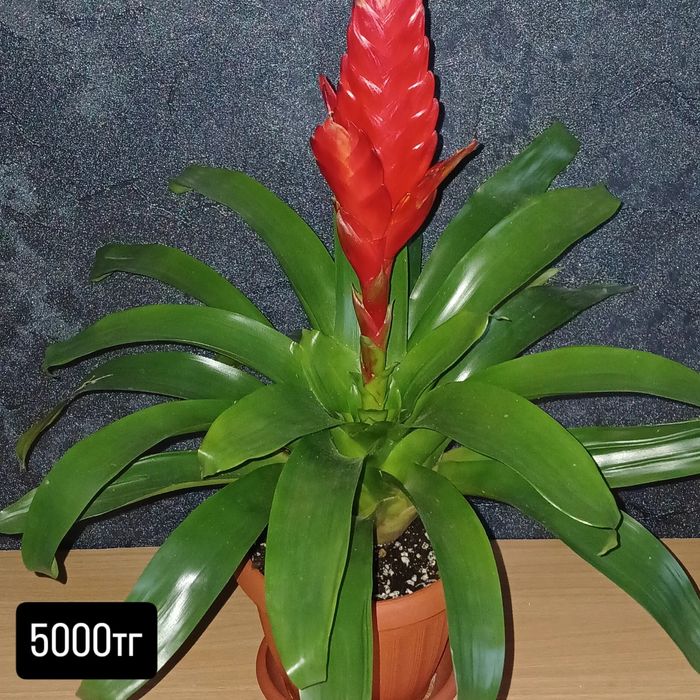 Комнатные растения от 2500