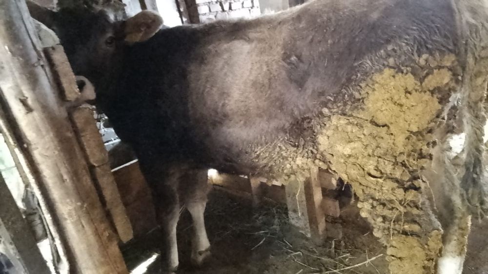 Телка алатауская