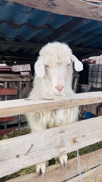 Продам козлов годовалые,молодые