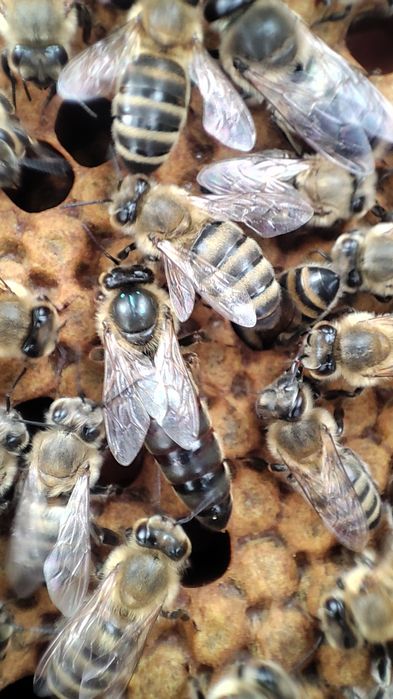 Matci împerecheate 2025