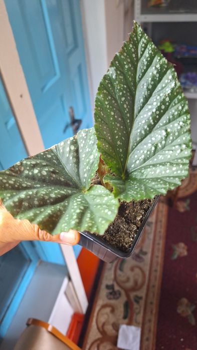 комнатные горшочные цветы