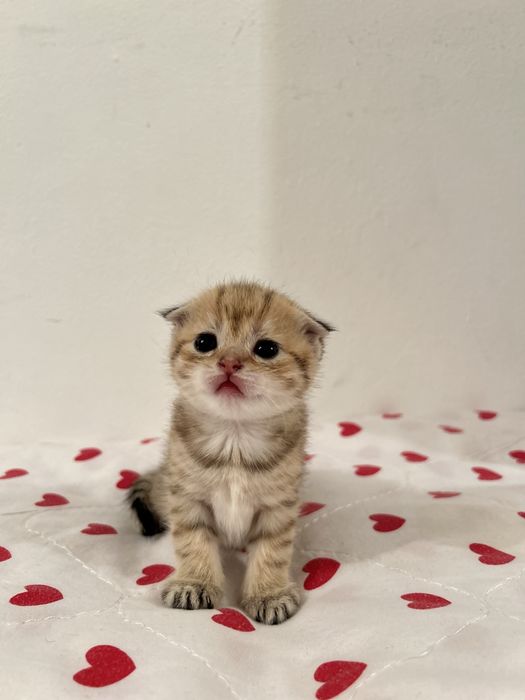 Шотландские котята