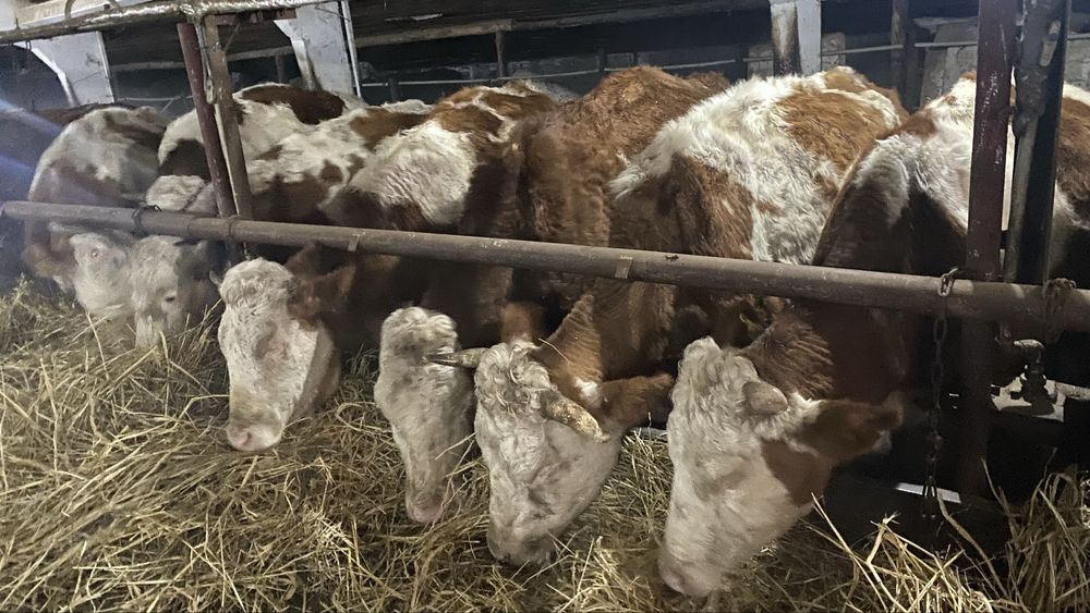 Сементал сиырлар