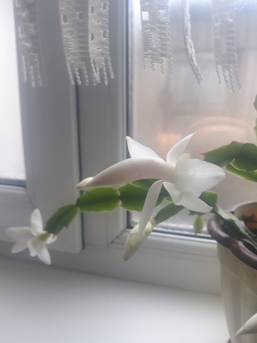 Комнатные цветы.