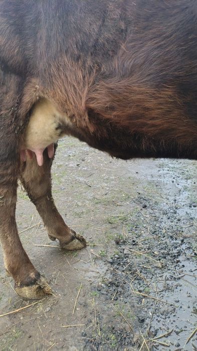 Vaca tânără de vânzare