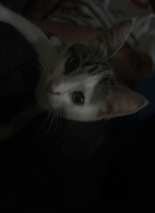Котенок ищет любящую семью