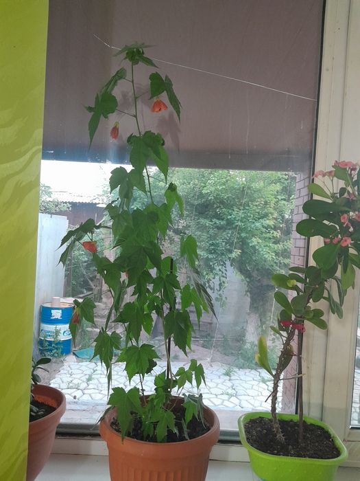 Продам комнатные цветы,