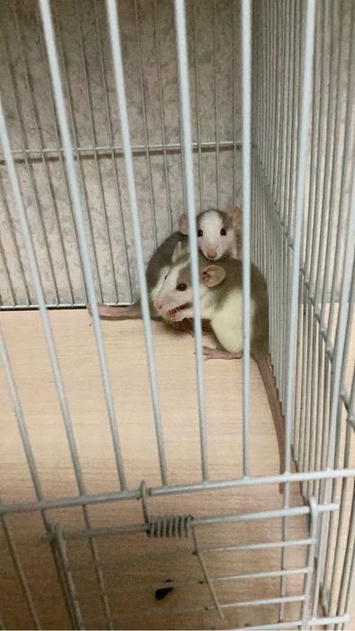 Продаются крысы декоративные