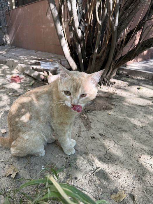 Котик в добрые руки