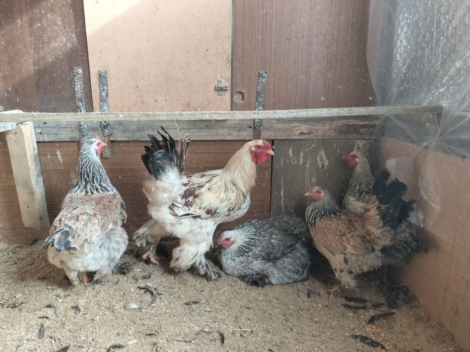 куры и петух брама