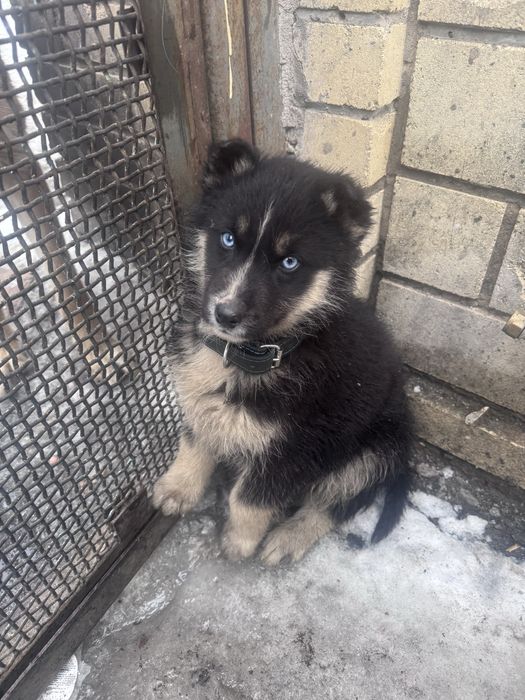 Продам щенят северной овчарки