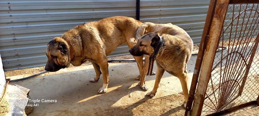 Кангал болалари сотилади ургочилари колган