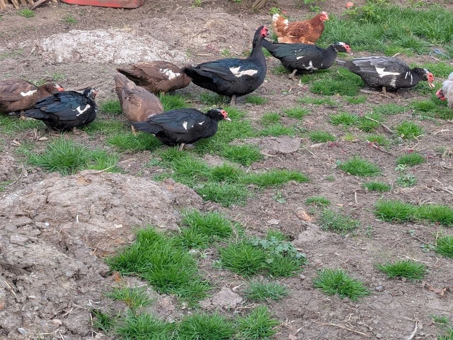 oua rata leseasca (muta) pentru incubare