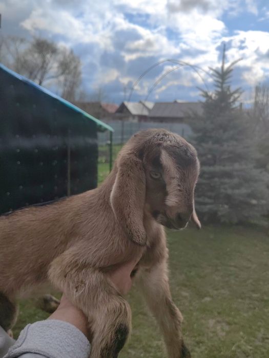 Vand iezi Anglo Nubieni