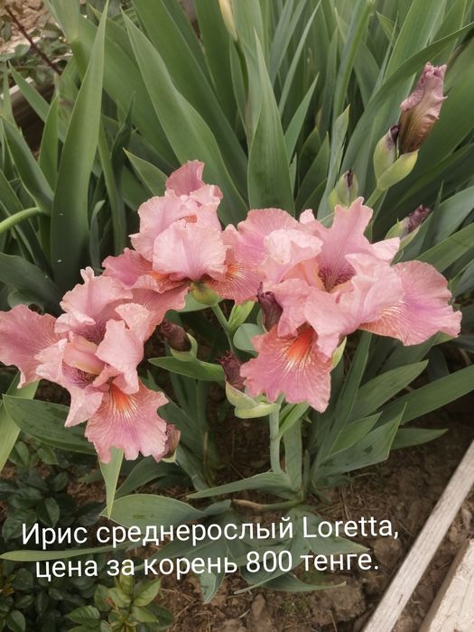 продам ирисы сортовые