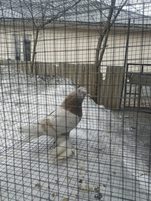 Самец голубя трёх летка