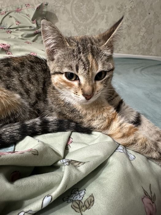 Отдам котенка в добрые руки