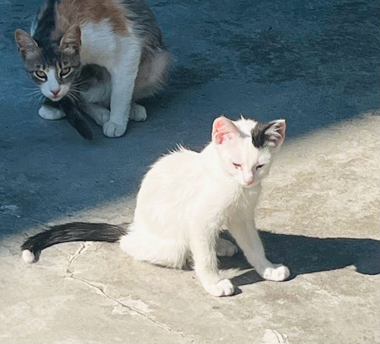 Котета за надежден дом