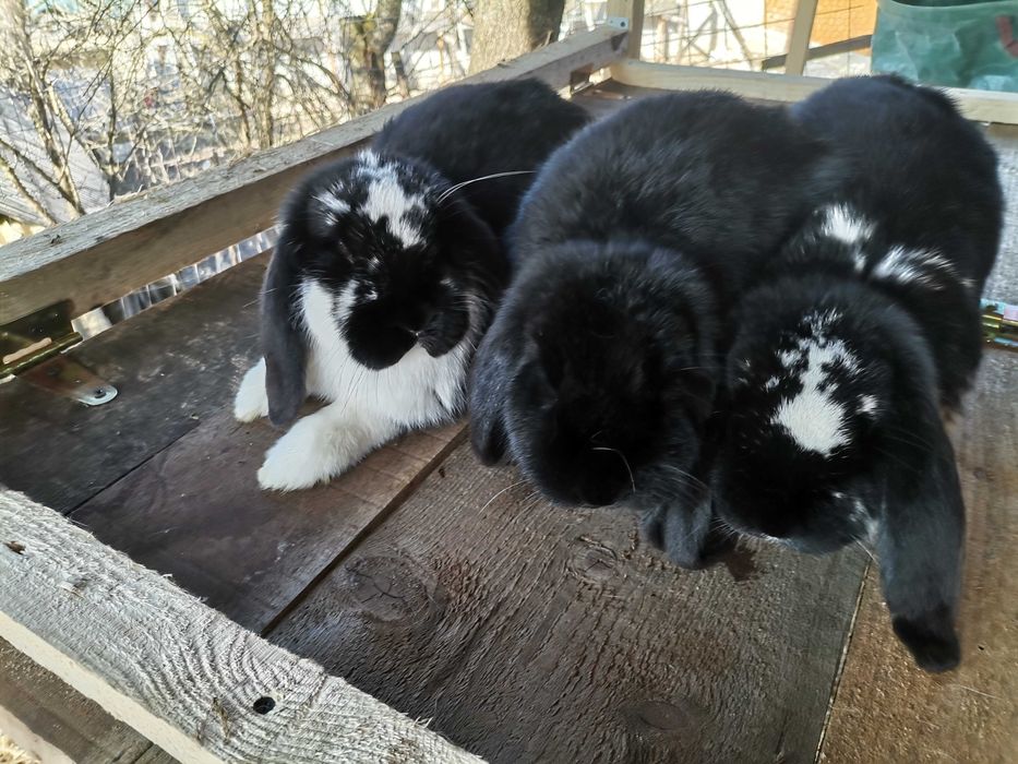 Berbec German femele 6 luni