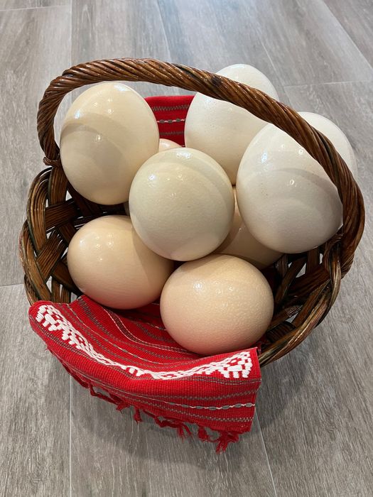 Pui de struț negru african