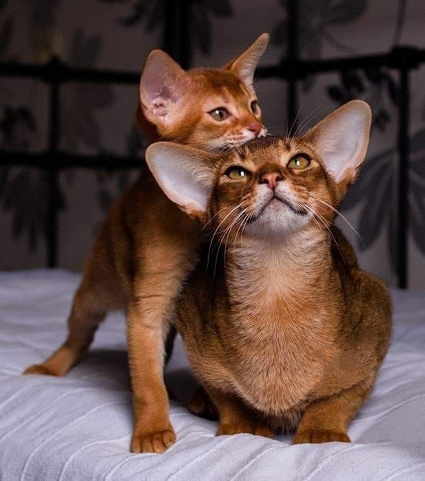 Абиссинские котята