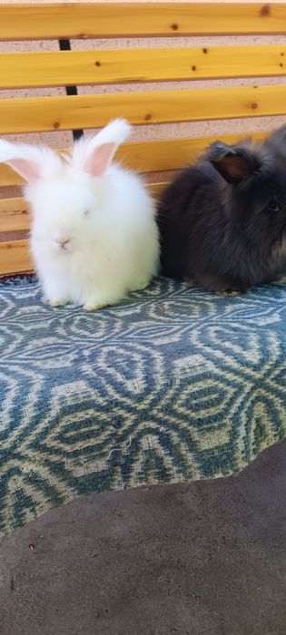 Iepuri angora englez