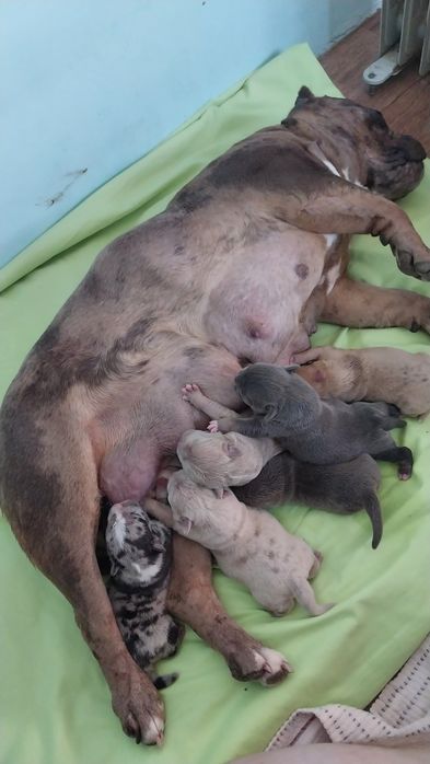 Американский булля