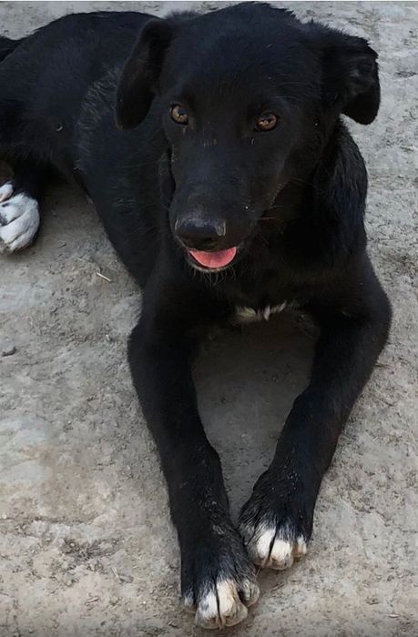 Розыск - Пропал пёс Блэк