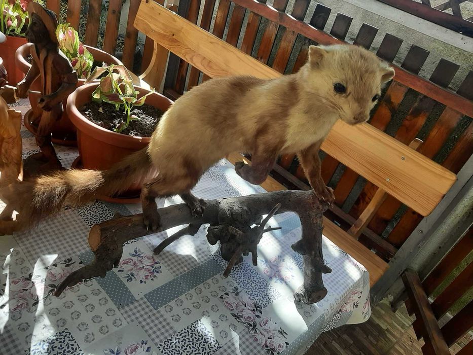 препарирана БЕЛКА