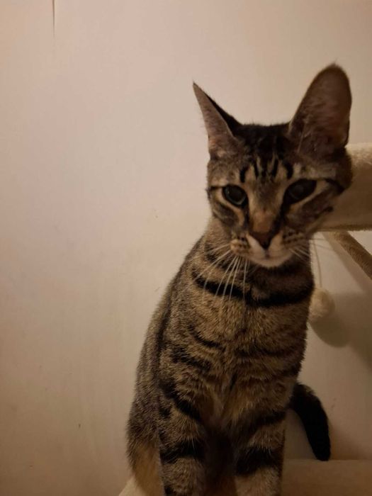 Коте Лили те очаква