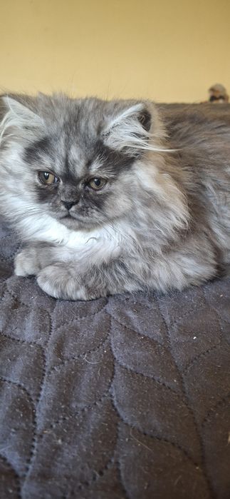 Персийски котета