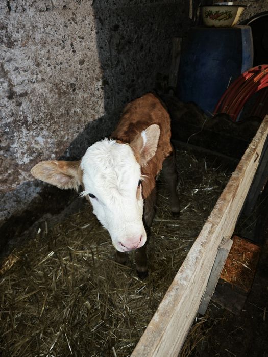 Продам телочку 1