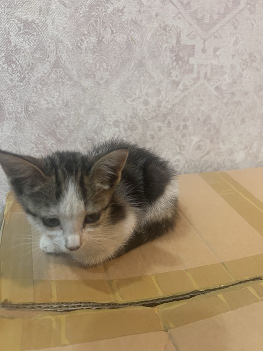 Shaxsiy veb-kameralardan porno