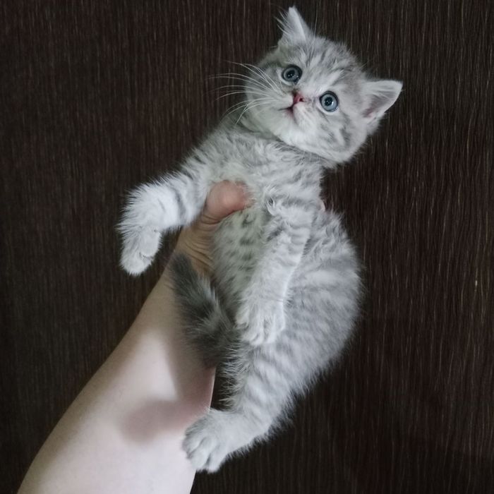 Породистые котята