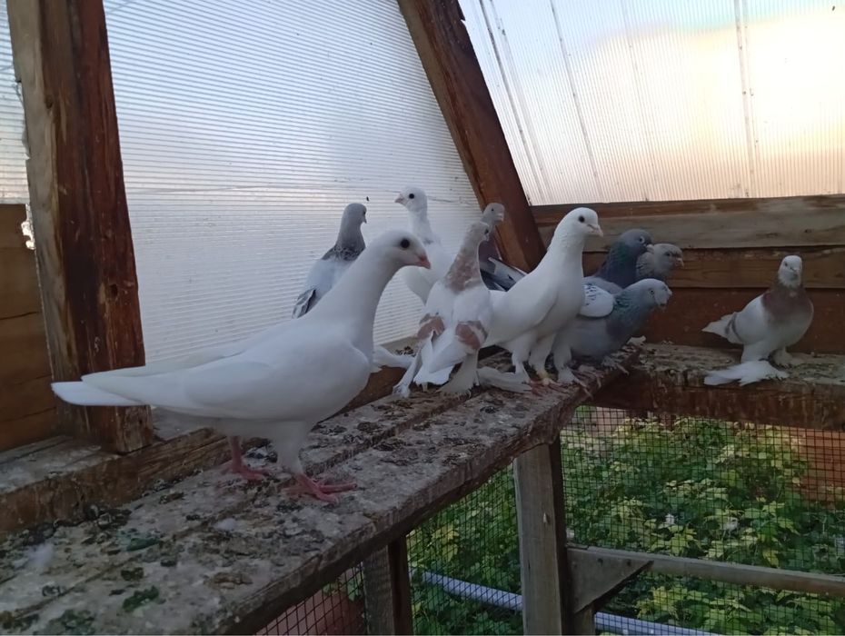 Продам бухарских голубей