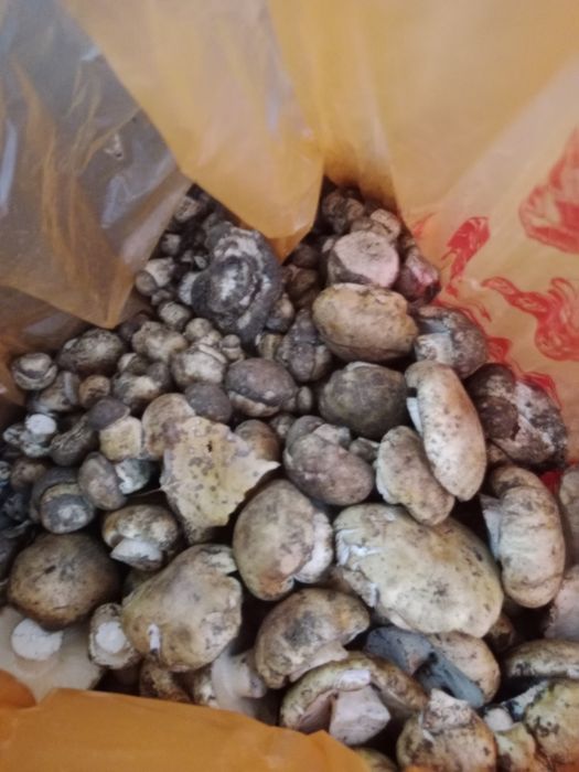 Продам грибы валуи
