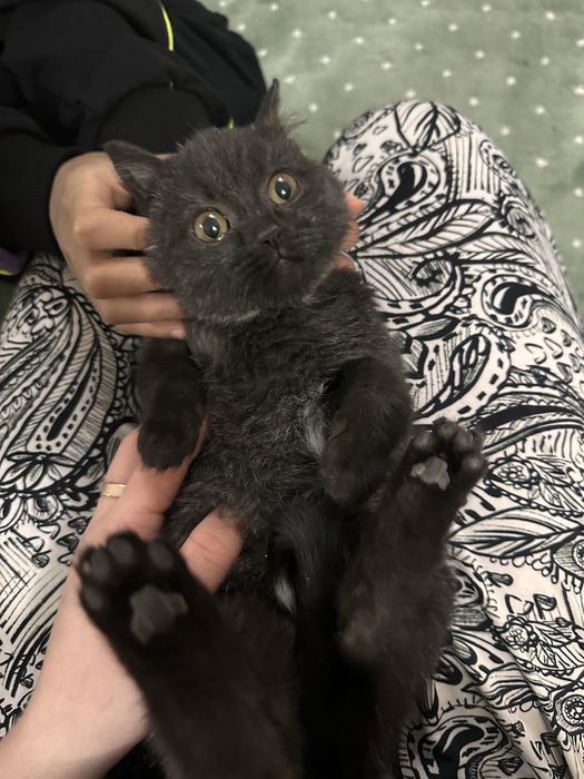 Очаровательный котёнок-девочка ищет дом