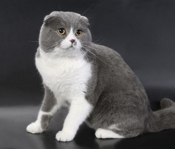 Продам котёнка девочку