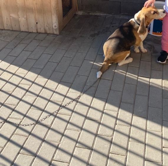 Donez cățel de rasa bigal