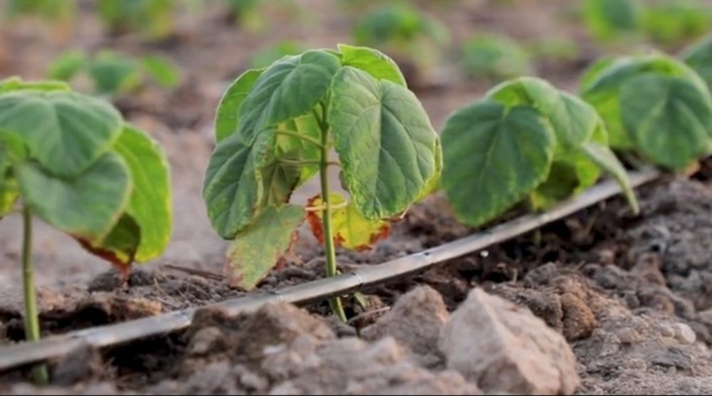 PAVLONYA kochatlari Павлоня кочатлари