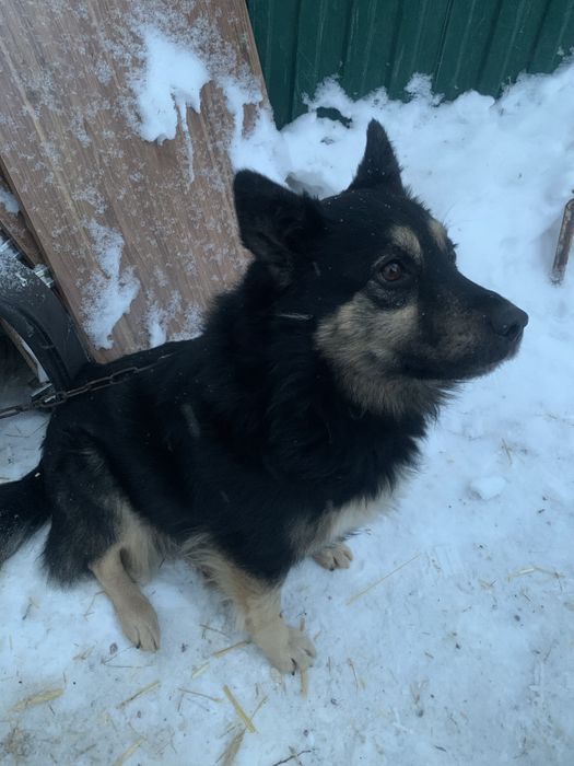 Верный пёс в добрые руки